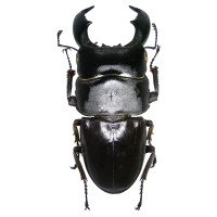DORCUS TITANUS